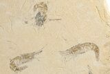 Six Cretaceous Fossil Shrimp (Carpopenaeus) - Hjoula, Lebanon - #200697-2